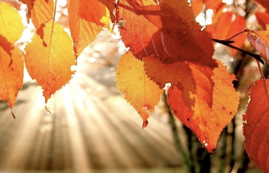 Fall Fun, Fall Fun Everywhere… | Sevierville, TN Walk-In Clinic