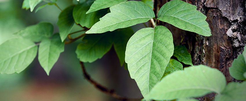 Is Poison Ivy Contagious?