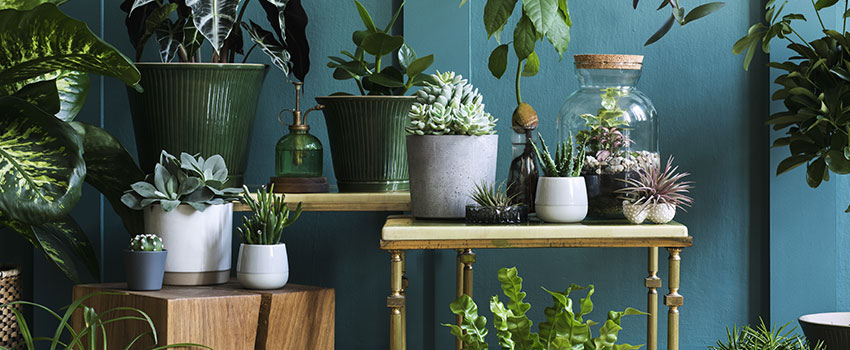 Do Houseplants Offer Any Health Benefits?
